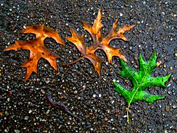 Leaves in Gutters | The Gutter Guys